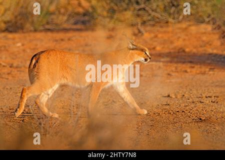 Caracal, afrikanischer Luchs, in roter Sandwüste. Schöne Wildkatze in Naturlebensraum, Kgalagadi, Botswana, Südafrika. Tier von Angesicht zu Angesicht auf dem GRA laufen Stockfoto