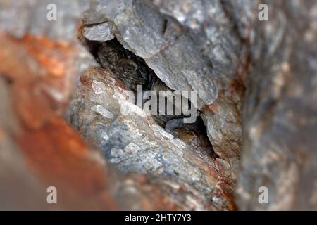 Vespertilio murinus, Particolored Fledermaus, in der Natur Höhle Lebensraum, Cesky kras, Tschechisch. Wildlife-Szene aus grauem Felsentunnel. Nachtfledermaus in der versteckt Stockfoto