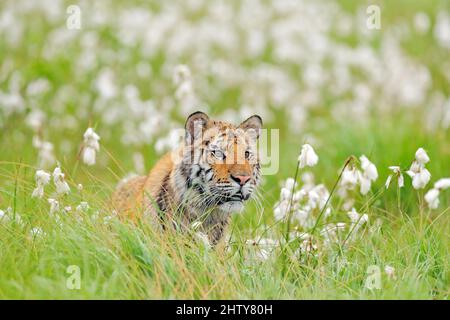 Amur Tiger Jagd in grün weißen Baumwollgras. Gefährliches Tier, Taiga, Russland. Große Katze sitzt in der Umgebung. Wildkatze in Wildtierwelt Natur. Sibirien Stockfoto