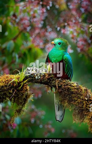 Quetzal, Pharomachrus mocinno, aus der Natur Costa Rica mit grünem Wald. Prachtvoller heiliges, grünes und rotes Vogel. Strahlender Quetzal im Dschungel Stockfoto