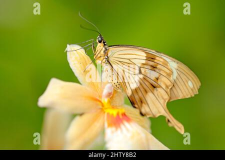 Afrikanischer Schwalbenschwanzschmetterling, Papilio Dordanus, sitzt auf der weiß-gelben Orchideenblume. Insekt im dunklen tropischen Wald, Lebensraum der Natur. Wildli Stockfoto