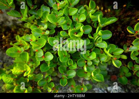 Salix herbacea, Zwergschneehöden der kleinste Baum in Europa, Jeseniky, Tschechische Republik. Kleiner Baum im Felsenhabitat. Stockfoto