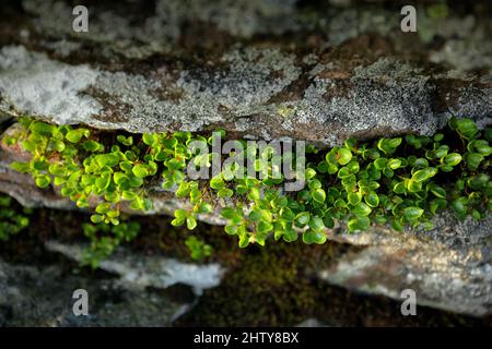 Salix herbacea, Zwergschneehöden der kleinste Baum in Europa, Jeseniky, Tschechische Republik. Kleiner Baum im Felsenhabitat. Stockfoto