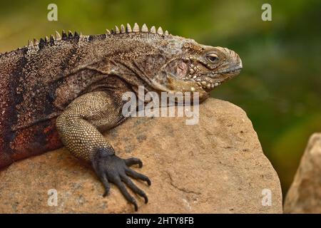 Kubanischer Felseniguana, Cyclura nubila, Eidechse auf dem Stein in der Natur. Reptil auf dem Felsen, Kuba, Cetral America. Wildlife-Szene aus der Natur. Stockfoto