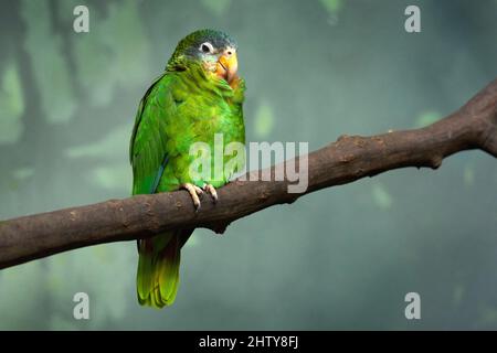 Gelbschnabeliger jamaikanischer amazonas, Amazona collaria, grüner Papagei, der auf dem Ast im natürlichen Lebensraum Jamaika sitzt. Vogel in der grünen Vegetation, Ende Stockfoto