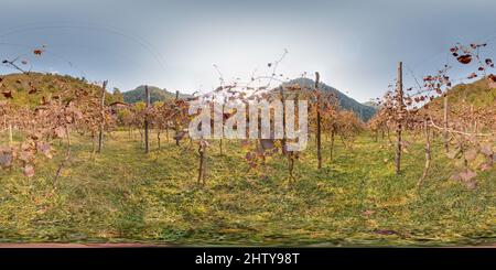 360 Grad Panorama Ansicht von Weinberg mit Traube im Herbst in den Bergen schöner Hintergrund. Bild mit 3D kugelförmigem Panorama mit 360 Grad Betrachtungswinkel. Bereit für das Kleinerhaben