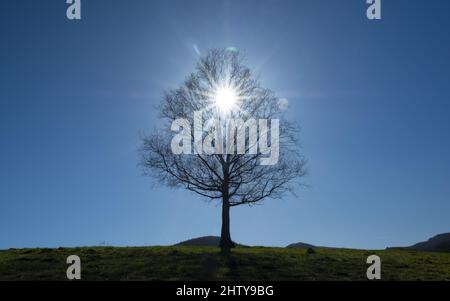 Hinterleuchteter Baum, die Sonne am Morgen mit Birke, Euskadi Stockfoto