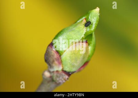 Junge Blattläuse ( (schwarze Bohnenaphiden, Aphs fabae) schlüpften aus Eiern, die auf Spindel überwintern (Euonymus). Stockfoto