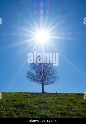 Hinterleuchteter Baum, die Sonne am Morgen mit Birke, Euskadi Stockfoto