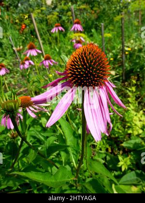 Echinacea Purpurea Maxima in einem Garten. Blumen, blüht beginnt, Sommertag im Garten in Sibirien Russland Stockfoto