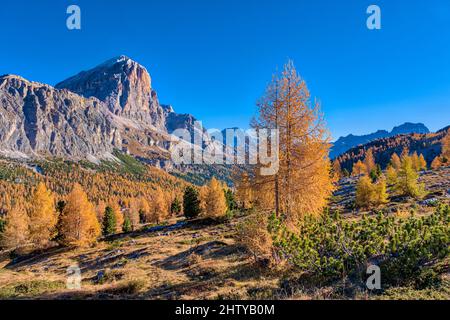 Der Gipfel der Felsformation Tofane, umgeben von bunten Lärchen und Pinien, vom See Limedes aus gesehen, im Herbst. Stockfoto