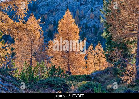 Bunte Lärchen und Kiefern rund um den Falzarego Pass im Herbst. Stockfoto