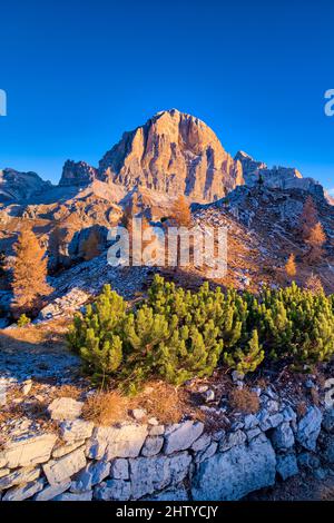 Der Gipfel der Felsformation Tofane, umgeben von bunten Lärchen und Pinien, von Cinque Torri di Averau aus gesehen, bei Sonnenaufgang im Herbst. Stockfoto