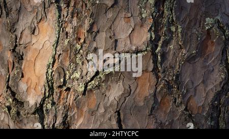 Kiefernrinde aus nächster Nähe. Fotografie mit Kiefernbaum-Textur. Echte Kiefer im Wald. Stockfoto