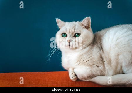 Die Katze sitzt auf dem Stuhl. Eine weiße britische Katze liegt und ruht auf einem großen Sessel in einem gemütlichen Wohnzimmer an einer blauen Wand. Hochwertige Fotos Stockfoto