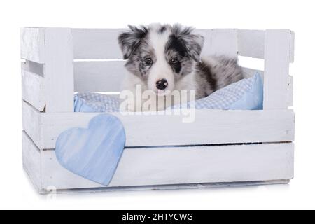Niedlicher Border Collie Welpe liegt in einer Holzkiste isoliert auf weiß Stockfoto