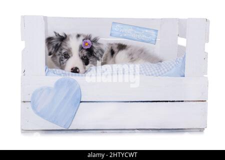 Niedlicher Border Collie Welpe liegt in einer Holzkiste isoliert auf weiß Stockfoto