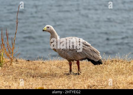 Cape Barren Goose, Cereopsis novaehollandiae auf Maria Island, Tasmanien, Australien Stockfoto