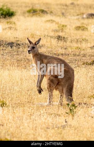 Forester Kangaroo, Macropus giganteus tasmaniensis auf Maria Island, Tasmanien, Australien Stockfoto