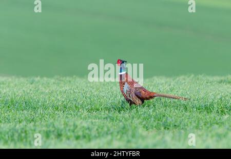 Der Bauer im Frühling. Farbenfrohe männliche, ringhalsige oder gewöhnliche, im natürlichen Farmland-Habitat hintergebliehene, faasante Tiere. Sauberer, grüner Hintergrund. Wissenschaftlich n Stockfoto