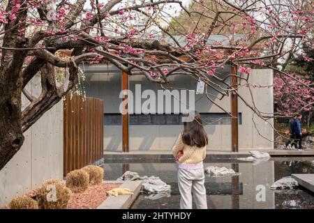 Shanghai, Shanghai, China. 3. März 2022. Am 1. März 2022 könnte Shanghai in naher Zukunft in den Frühling eintreten. Im Jing'an Sculpture Park sind viele Sorten Pflaumenblüten in voller Blüte. Mittags sonnen sich ein paar Katzen faul in der Sonne. Bürger und Touristen können Pflaumen und Katzen zu schätzen wissen., Frühling ist voller Gärten, und die Landschaft ist charmant. (Bild: © SIPA Asia via ZUMA Press Wire) Bild: ZUMA Press, Inc./Alamy Live News Stockfoto
