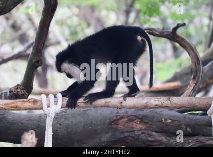 lion tailed Macaque sitzen im Baum. Schwarzer Affe. Mit unscharfen Hintergrund Stockfoto