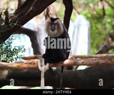 lion tailed Macaque sitzen im Baum. Schwarzer Affe. Mit unscharfen Hintergrund Stockfoto