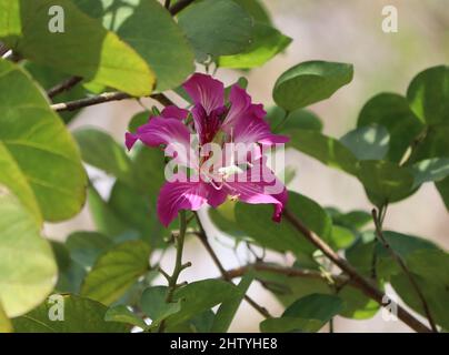 Bauhinia-Blütenbild. Bild von Blütenblatt, Bestäubung rosa Farbe Blume es ist schön natürlich. Mit unscharfen Hintergrund Stockfoto