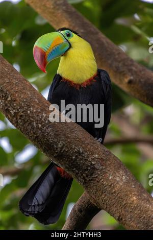 Ein Kielschnabel-Tukan, Ramphastos sulfuratus, auf einem großen Ast thront, beobachtet neugierig, was vor ihm geschieht. Der verschwommene Hintergrund wird durch grüne Vegetation bestimmt. Hochwertige Aufnahme Stockfoto