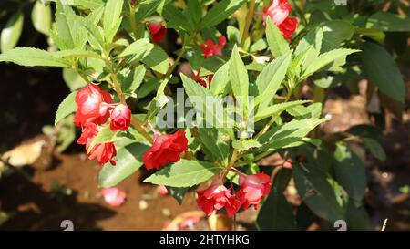 Frisch blühte rote Rosenblüte in der Pflanze. Mit unscharfer Hintergrundfarbe Stockfoto