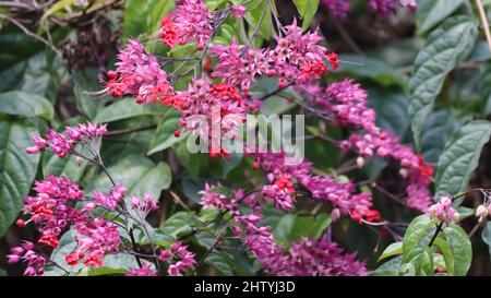 Bougainvillea rosa Papierblume auf der Pflanze. Auf einem hellgrünen Hintergrund Stockfoto