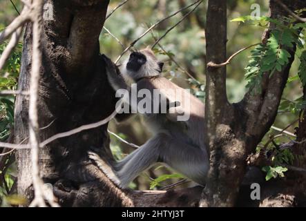 Ein Affen vom Typ Hanuman Langur sitzt auf einem Baum. Auf unscharfen Hintergründen Stockfoto