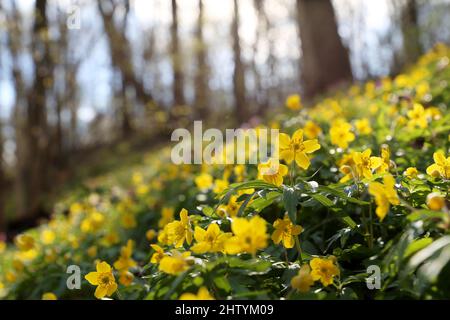 Defokussieren Blick auf Frühlingsblumen in einem Wald, gelbe Anemone Butterblume im Sonnenlicht. Hintergrund mit lebendigen Farben der Fee Natur Stockfoto