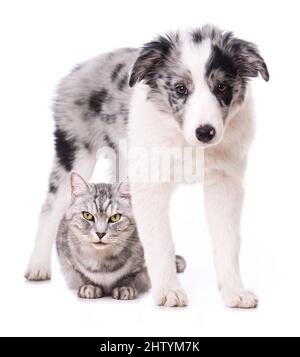Britische Kurzhaarkatze und ein Border Collie Welpe isoliert auf weiß Stockfoto
