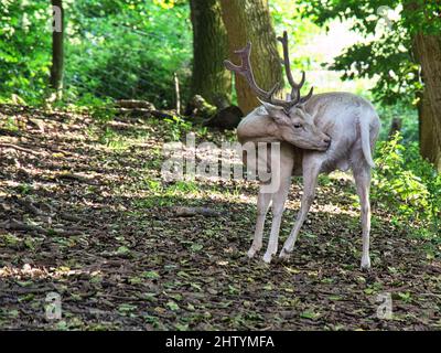 Weiße Hirsche in einem Laubwald isoliert. Tieraufnahme des Säugetiers. Entspannt und schön Stockfoto