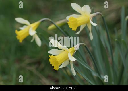 Blüten des wilden Narzissen Narcissus pseudonarcissus Stockfoto