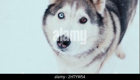 Großer Husky-Schlittenhund, Malamute im Winter auf der Straße. Nahaufnahmen, Hochformat Stockfoto