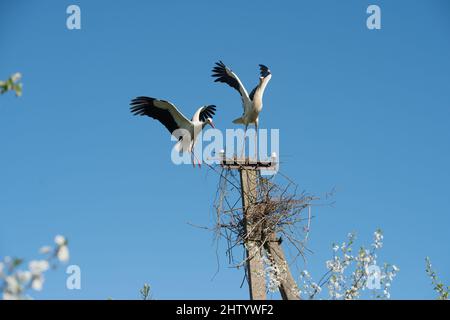 Zwei weiße Störche im Nest gegen blauen Himmel Stockfoto