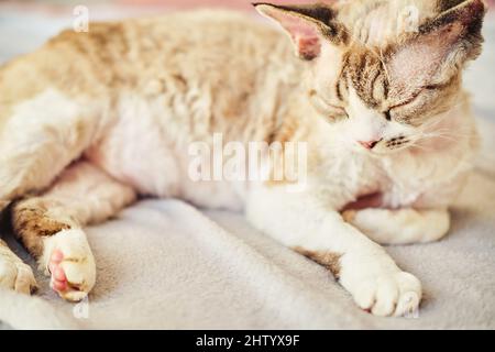 Sphynx Devon Rex aus der Nähe. Porträt eines Haustiers. Stockfoto