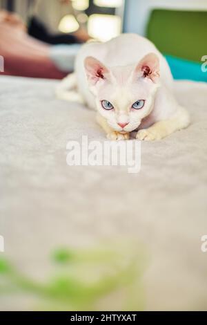 Sphynx Devon Rex aus der Nähe. Porträt eines Haustiers. Stockfoto