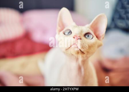 Sphynx Devon Rex aus der Nähe. Porträt eines Haustiers. Stockfoto