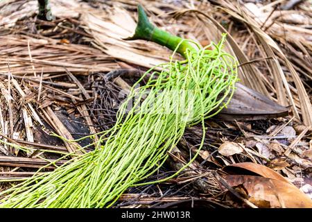 Geerntete Früchte der Palmiste Palme (Deckenia nobilis), bekannt als Millionärs-Salatpalme oder frisches Palmenherz, Spaghetti-ähnliche Blumen, in Vallee de Mai. Stockfoto