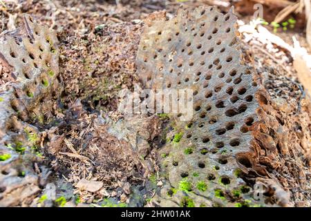 Fossiler Baumstamm der alten Coco de mer (Lodoicea maldivica)-Palme im Vallee de Mai National Reserve, Praslin Island, Seychellen. Stockfoto