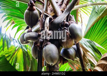 Coco de mer (Lodoicea maldivica) weibliche Früchte Cluster mit den größten Nüssen der Welt im Inneren, endemische Arten auf Praslin Island, Vallee de Mai Nation Stockfoto