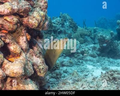 Meereslandschaft mit grünem Moray-Eel, Korallen und Schwamm im Korallenriff des Karibischen Meeres, Curacao Stockfoto