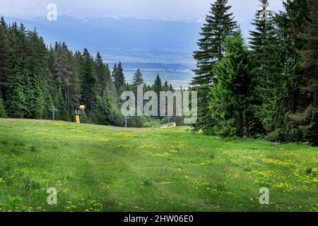 Bansko, Bulgarien Sommer Luftpanorama von Bergresort Hangaussicht mit Kiefern Stockfoto