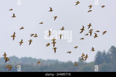 Flock von Golden Plovers (Pluvialis apricaria) im Flug über Land und Felder während der Herbstmigration Stockfoto