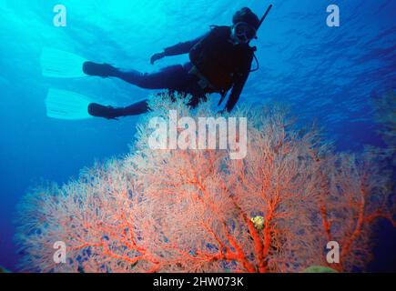 Papua-Neuguinea. Kimbe Bay. Taucher unter Wasser mit Gorgonian Fan Koralle. Stockfoto