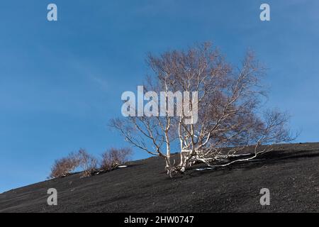 Stumpfe silberne Birken wachsen hoch oben auf den mit schwarzer vulkanischer Asche bedeckten Hängen des Ätna, Sizilien, Italien Stockfoto