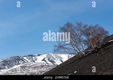 Stumpfe silberne Birken wachsen hoch oben auf den mit schwarzer vulkanischer Asche bedeckten Hängen des Ätna, Sizilien, Italien Stockfoto